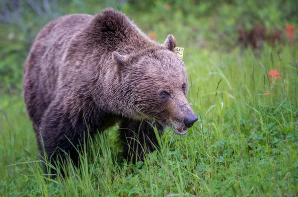 Grizzlybjörn Kanadas Vildmark — Stockfoto