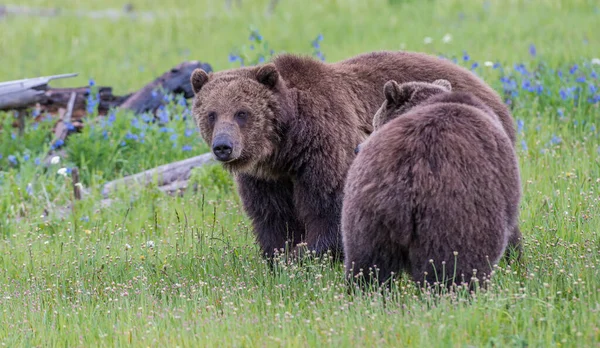 Grizly Bear Wild — Stock Photo, Image