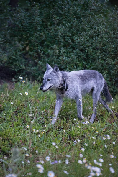 Černý Vlk Divoké Přírodě — Stock fotografie