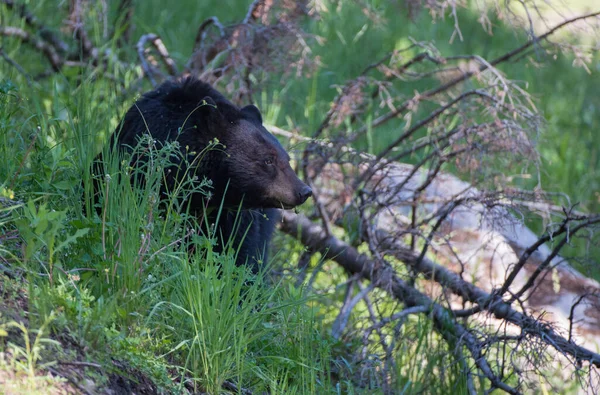 Urso Negro Natureza — Fotografia de Stock