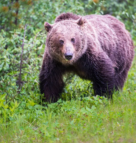 Grizzli Canadien Dans Nature — Photo
