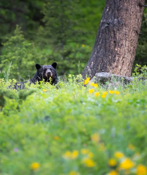 Czarny Niedźwiedź Dzikiej Przyrody — Zdjęcie stockowe