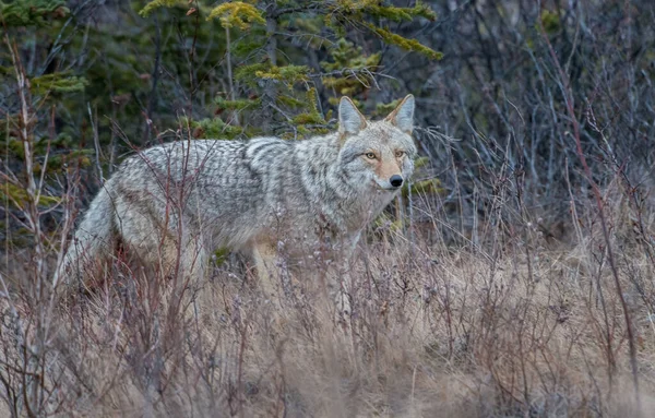 Coyote Dans Nature Sauvage Canadienne — Photo