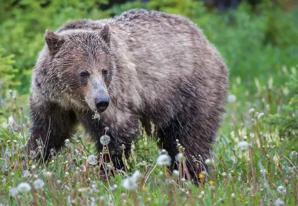 Grizzli Dans Désert Canadien — Photo