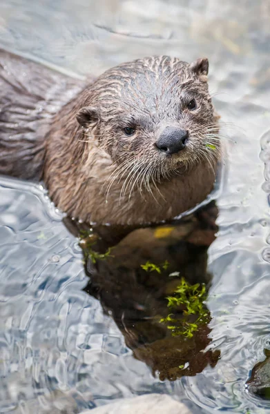 Nahaufnahme Flussotter Freier Natur — Stockfoto