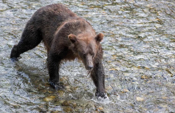 Brązowy Niedźwiedź Grizzly Dzikiej Przyrody — Zdjęcie stockowe