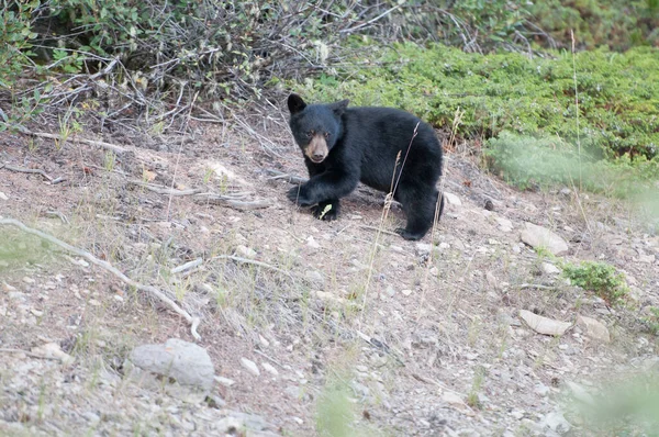 Filhote Urso Preto Natureza — Fotografia de Stock