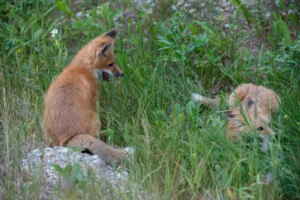 Lisica Czerwona Środowisku Naturalnym — Zdjęcie stockowe