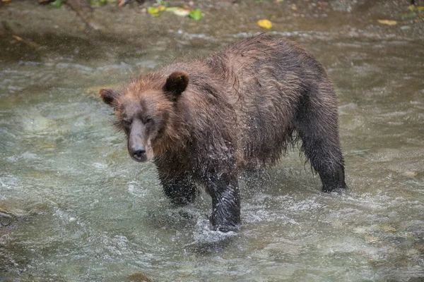 Urso Pardo Natureza — Fotografia de Stock