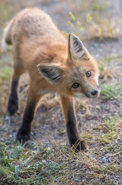 公園で草の上のかわいい赤いキツネ — ストック写真