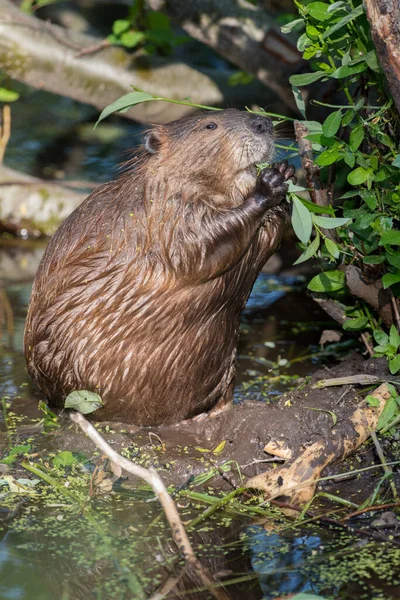 Castoro Natura — Foto Stock