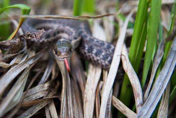 Serpent Jarretière Dans Nature — Photo