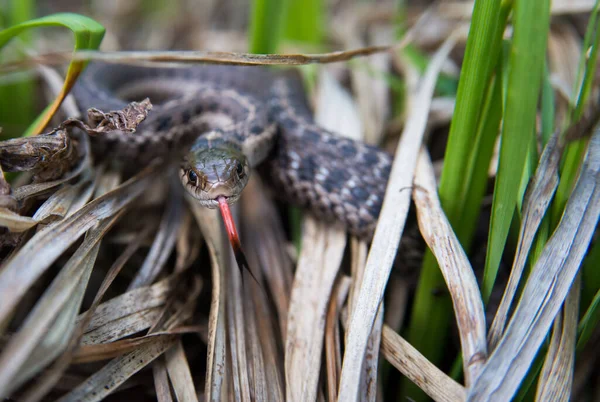 Serpiente Liguero Naturaleza — Foto de Stock