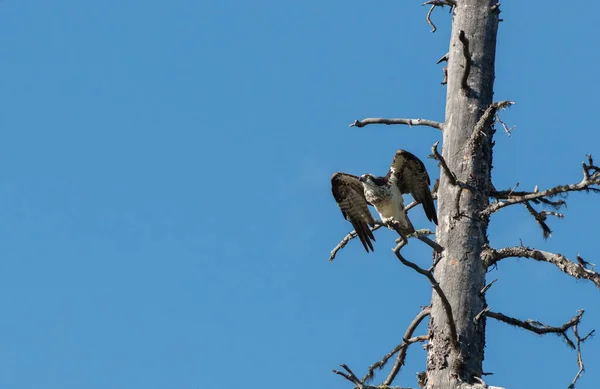 Osprey Estado Selvagem — Fotografia de Stock