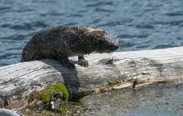 Nahaufnahme Wilder Fischotter Der Natur — Stockfoto