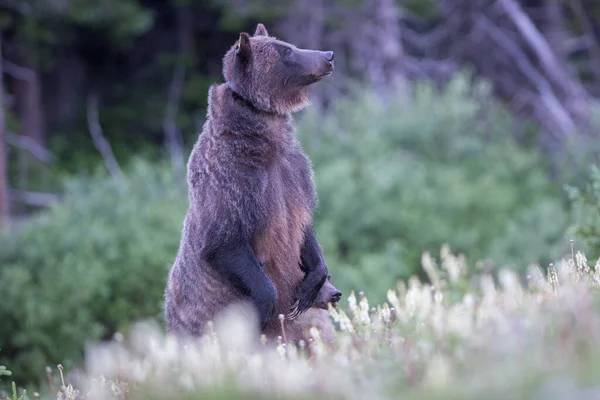 Grizzly Medve Vadonban — Stock Fotó