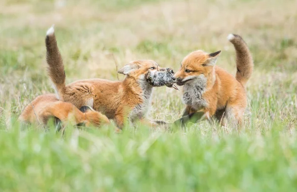 Κόκκινη Αλεπού Οικογένεια Στην Άγρια Φύση — Φωτογραφία Αρχείου