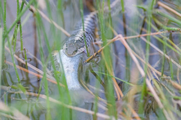 野生のヘビ — ストック写真