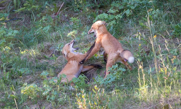 Mignon Renards Rouges Sur Herbe Parc — Photo