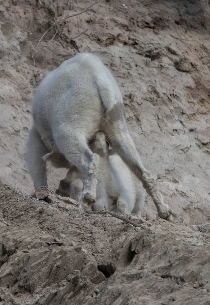 Chèvres Montagne Mère Bébé Dans Nature Parc National Jaspe Canada — Photo