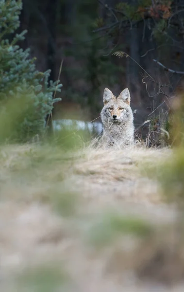 Kojote Der Kanadischen Wildnis — Stockfoto