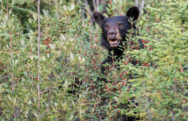 Beruang Hitam Alam Liar — Stok Foto