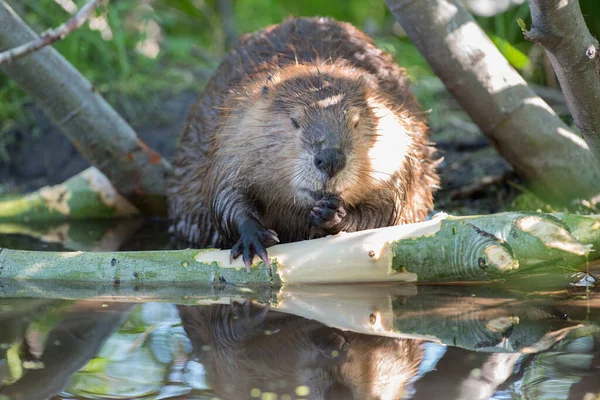 Bever Het Wild — Stockfoto