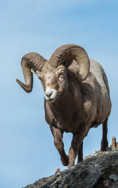 Bighorn Rammen Het Wild — Stockfoto