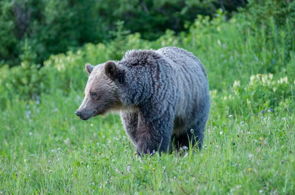 野生环境中的棕熊 — 图库照片