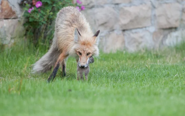 Niedliche Rotfüchse Auf Gras Wilder Natur — Stockfoto