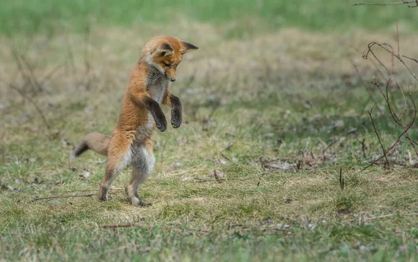 Niedliche Rotfüchse Auf Gras Park — Stockfoto