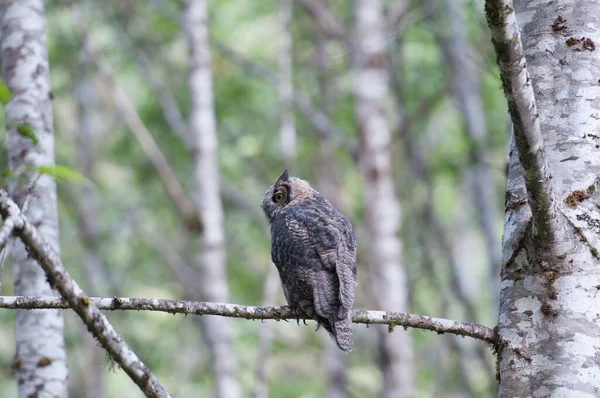 野生のフクロウ — ストック写真