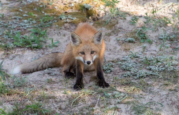 Carino Volpi Rosse Erba Parco — Foto Stock