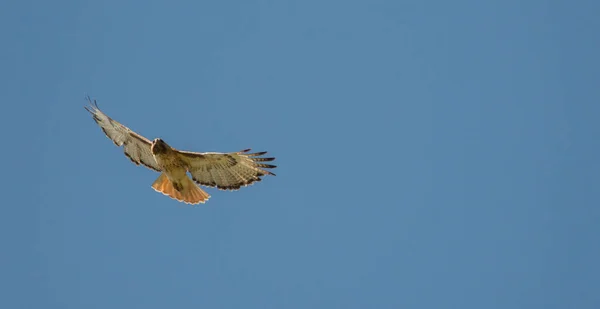 Hawk Wild Nature — Stock Photo, Image