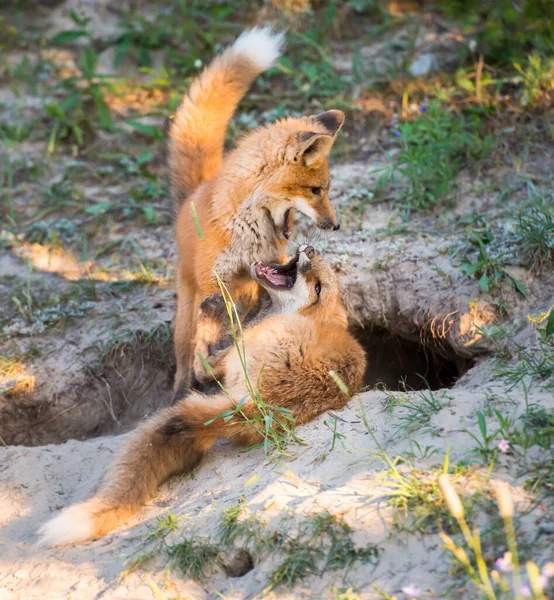 公園で草の上のかわいい赤いキツネ — ストック写真