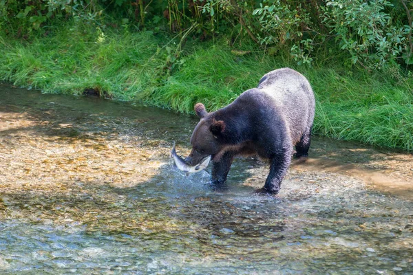 Medvěd Grizzly Divočině — Stock fotografie