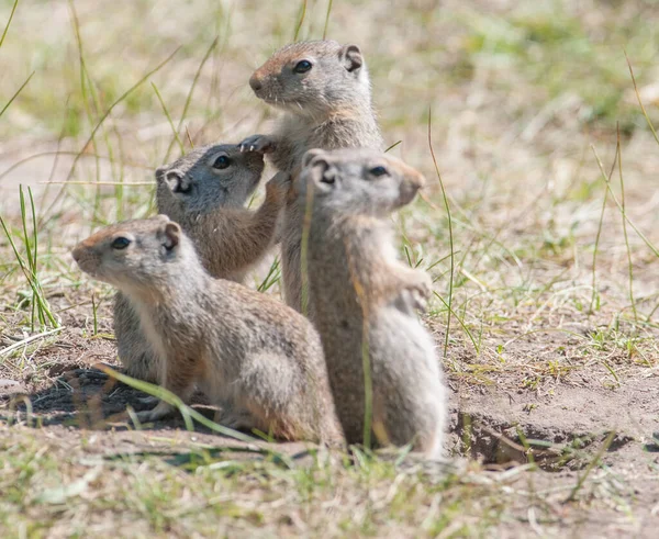 Yellowstone Ulusal Parkı 'nda bir sincap var. 