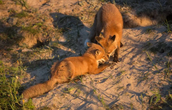 Renard Roux Dans Nature — Photo