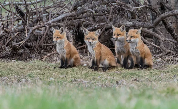 Famiglia Volpi Rosse Natura — Foto Stock