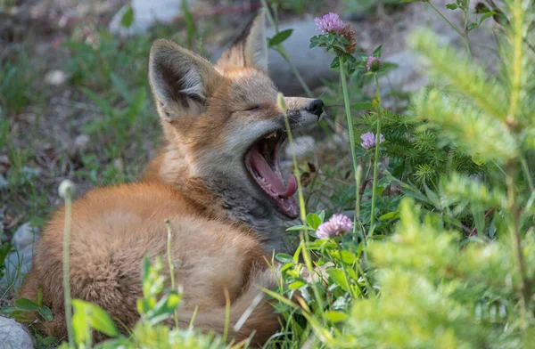 Raposa Vermelha Natureza — Fotografia de Stock