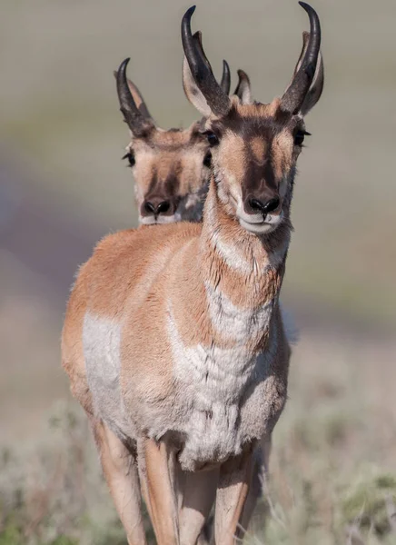 Pronghorn Freier Wildbahn — Stockfoto