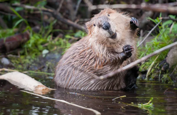 Beaver Wild — Stock Photo, Image