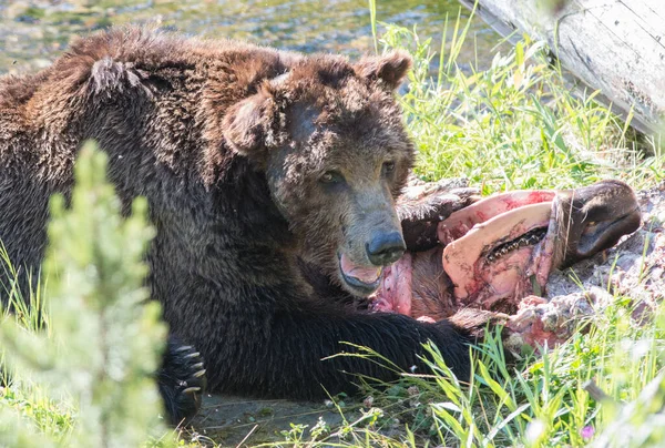 Grizzly Beer Wilde Natuur Yellowstone National Park — Stockfoto