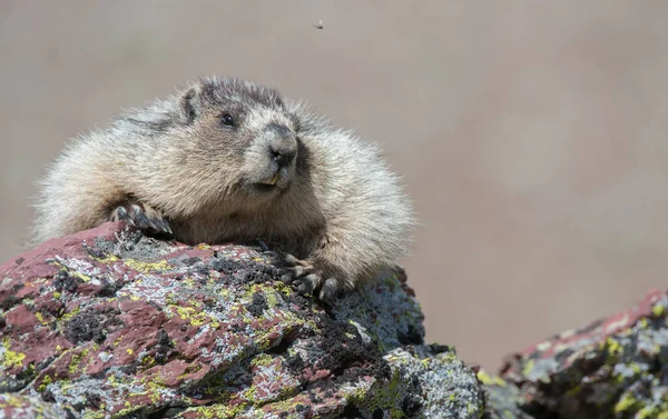 Close Marmota Natureza Selvagem — Fotografia de Stock