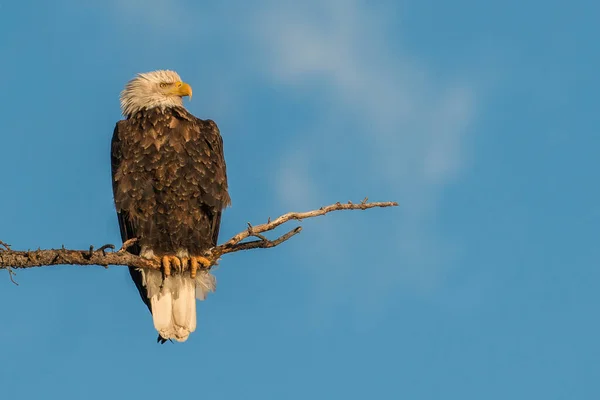 Bald Eagle Perched Wild — Stock Photo, Image