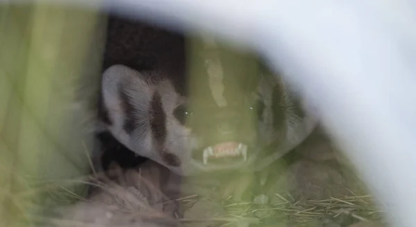 Badger Divočině — Stock fotografie