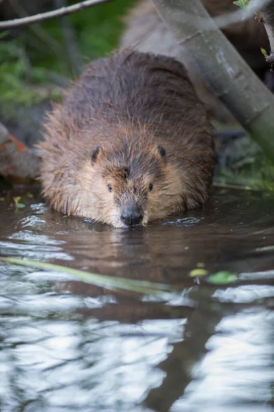 Beaver Wild — Stock Photo, Image