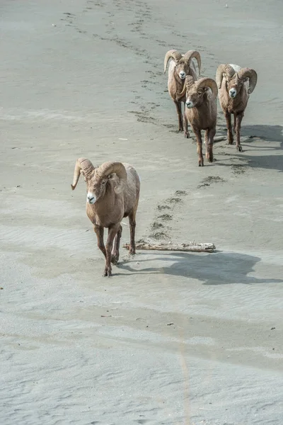 Bighorn Schapen Wildernis — Stockfoto