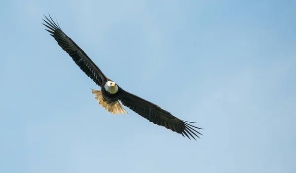 Aquila Calva Nel Deserto Canadese — Foto Stock