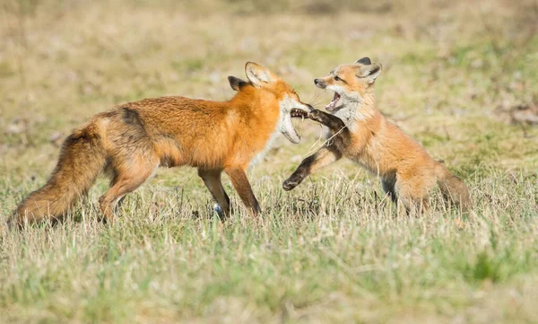 Mignon Renards Rouges Sur Herbe Parc — Photo